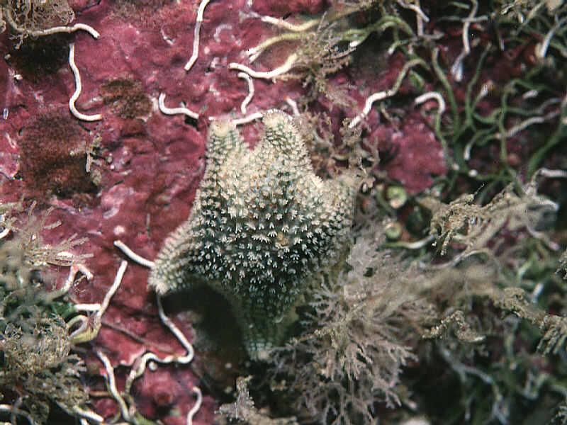 Asterina phylactica